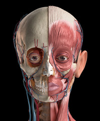 Human head with skull, facial muscles, eyes and blood vessels. © Pixelchaos
