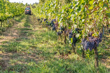 Ripe black grapes that are about to be harvested during the harvest in the Chianti area, Tuscany, Italy