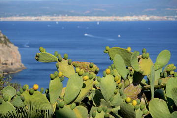 Prickly pear cactus plants in the summer sun. The Mediterranean Sea and the Sardinian city of Alghero in the background