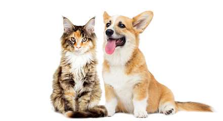 puppy and kitten on a white isolated background