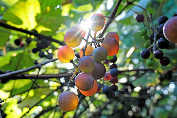 back lit ripe organic grapes in midday sun just before harvest