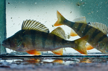 A small aquarium with a freshwater perch. Outdoors. Fishing concept. Caught and release.