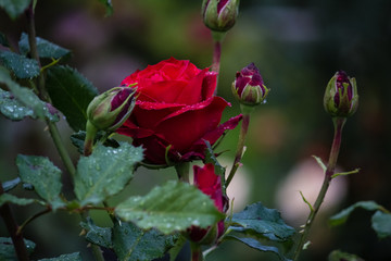 An opened bud of a red, scarlet rose with droplets after the rain.  The flower grows in the garden.