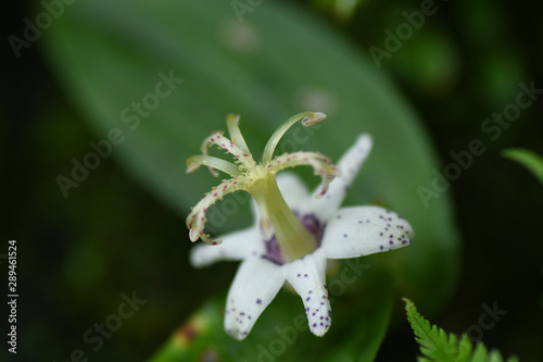 ヤマジノホトトギスは漢字で山路の杜鵑 よく似ているのがヤマホトトギス Stock Photo And Royalty Free Images On Fotolia Com Pic