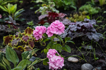 Hydrangea flower close-up.  Beautiful, bright, pink flowers grow in the garden.