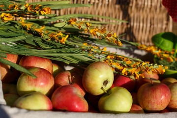 harvest of ripe apples in a basket