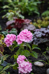 Hydrangea flower close-up.  Beautiful, bright, pink flowers grow in the garden.