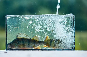 A small aquarium with a freshwater perch. Outdoors. Fishing concept. Caught and release.