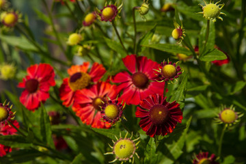 Fluffy bush.  Red Gelenium flower growing in the garden.