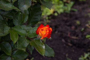 A small bottle of orange rose, a flower grows in the garden