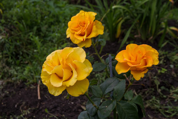 Obraz na płótnie Canvas Open bud, yellow rose flower growing in the garden
