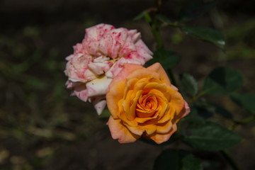 A rose flower grows in a garden, a yellow and pink rose blooms on a bush