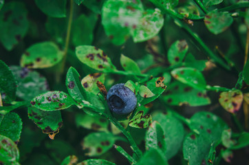 BLUEBERRIES - Forest fruits straight from the forest