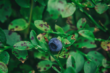 BLUEBERRIES - Forest fruits straight from the forest