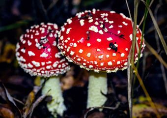 Fly agaric mushroom also known as Amanita muscaria in the forest. Highly detailed red fungus in the outdoors.