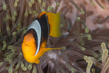 Anemone Fish