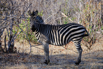 Zebras in Mana Pools National Park, Zimbabwe