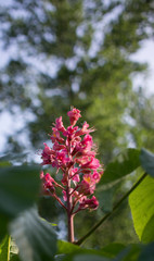 One Pink flower chestnut tree in blossoms.