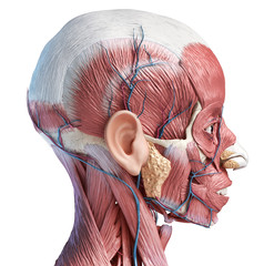 Human head muscles with veins and arteries. Side view. © Pixelchaos