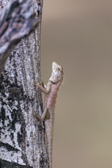 chameleon on tree