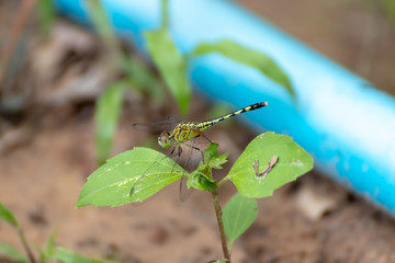 dragonfly on leaf