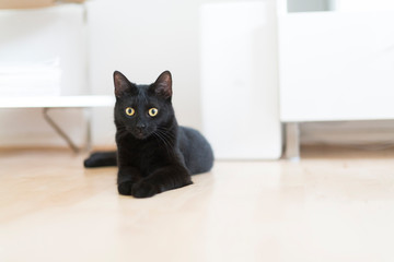 schwarze Katze liegt auf Boden