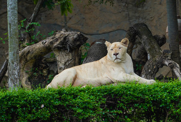 Fototapeta premium lion in zoo