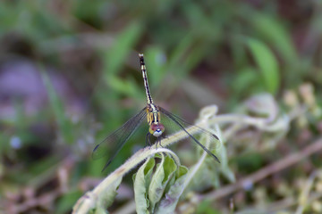 dragonfly on grass