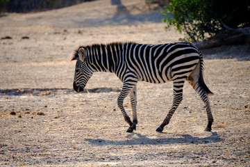 Obraz na płótnie Canvas Zebras in Mana Pools National Park, Zimbabwe