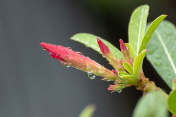 red flower with drop of water