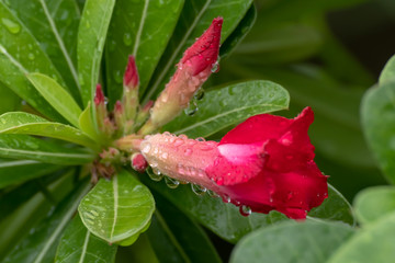 red flower with water drops