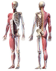 3d Illustration of Human full body skeleton with muscles, veins and arteries