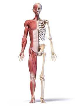 Anatomy of human male muscular and skeletal systems, front view.