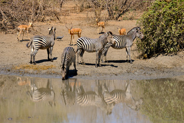 Fototapeta premium Zebras in Mana Pools National Park, Zimbabwe