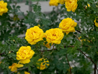 Beautiful decorative Bush of yellow roses     Bush of yellow roses closeup