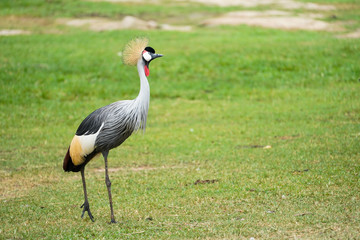 Fototapeta premium grey crowned crane