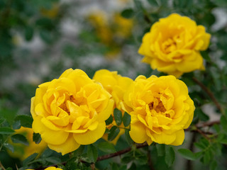 Beautiful decorative Bush of yellow roses    Bush of yellow roses closeup