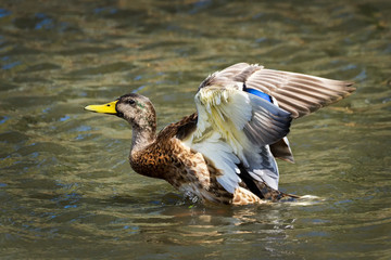 Fototapeta premium Female Mallard duck (Anus platyrhynchos) with it's wings outstretched