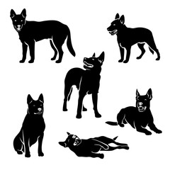 Set of Australian cattle dog silhouettes - vector illustration