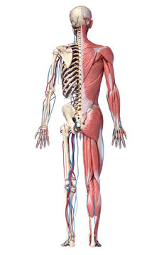 3d Illustration of Human full body skeleton with muscles, veins and arteries.