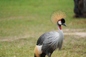 Fototapeta premium grey crowned crane