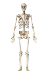 Human skeleton, full figure standing, front view.