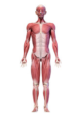 Fototapeta premium Human body, full figure male muscular system, front view.