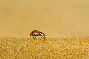 Spotted Amber ladybird on felt hat