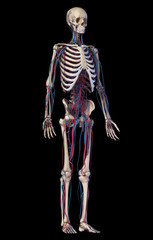 Human body anatomy. Skeleton with veins and arteries. Front perspective view.