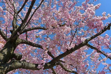cherry blossom in spring