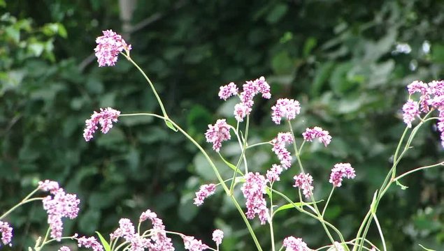 Video of a flowering plant of the eastern highlander