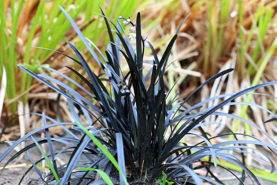 Black mondo grass Ophiopogon planiscapus Nigrescens