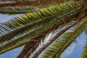 Fototapeta premium シュロの木と青空