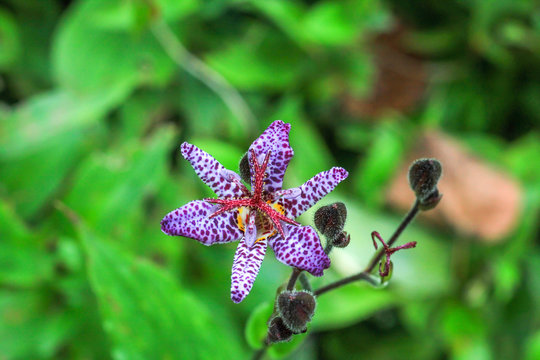 Small purple spotted flower Tricyrtis hirta, top view